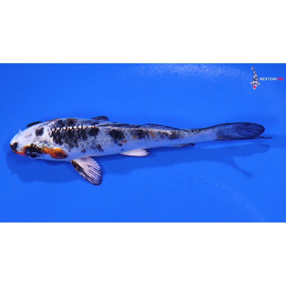 3.5” Imported Yamato Nishiki