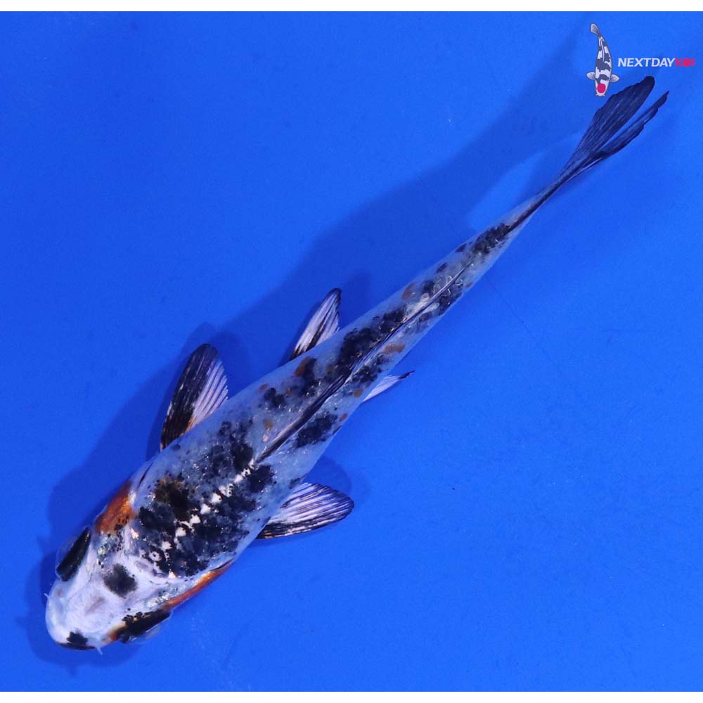 3.5” Imported Yamato Nishiki