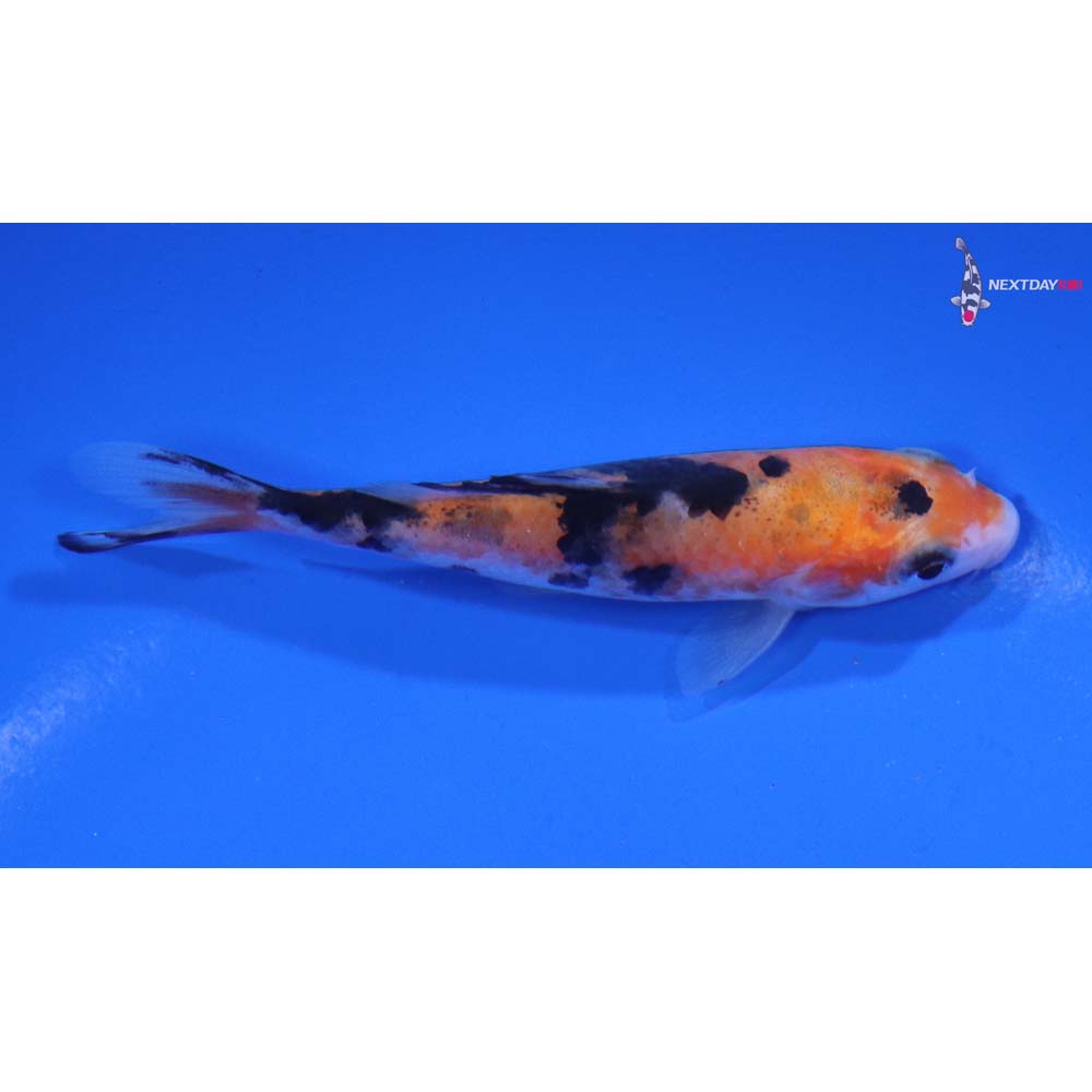 3.5” Imported Sanke