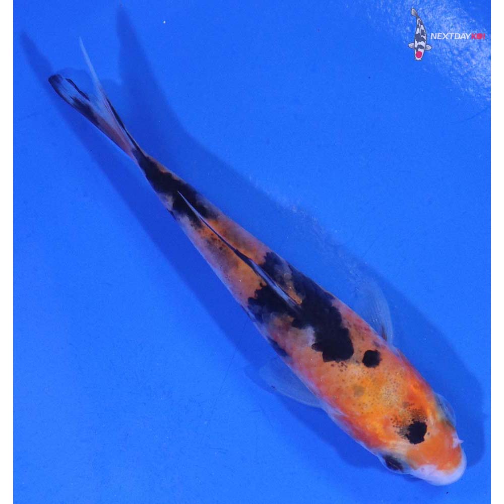 3.5” Imported Sanke