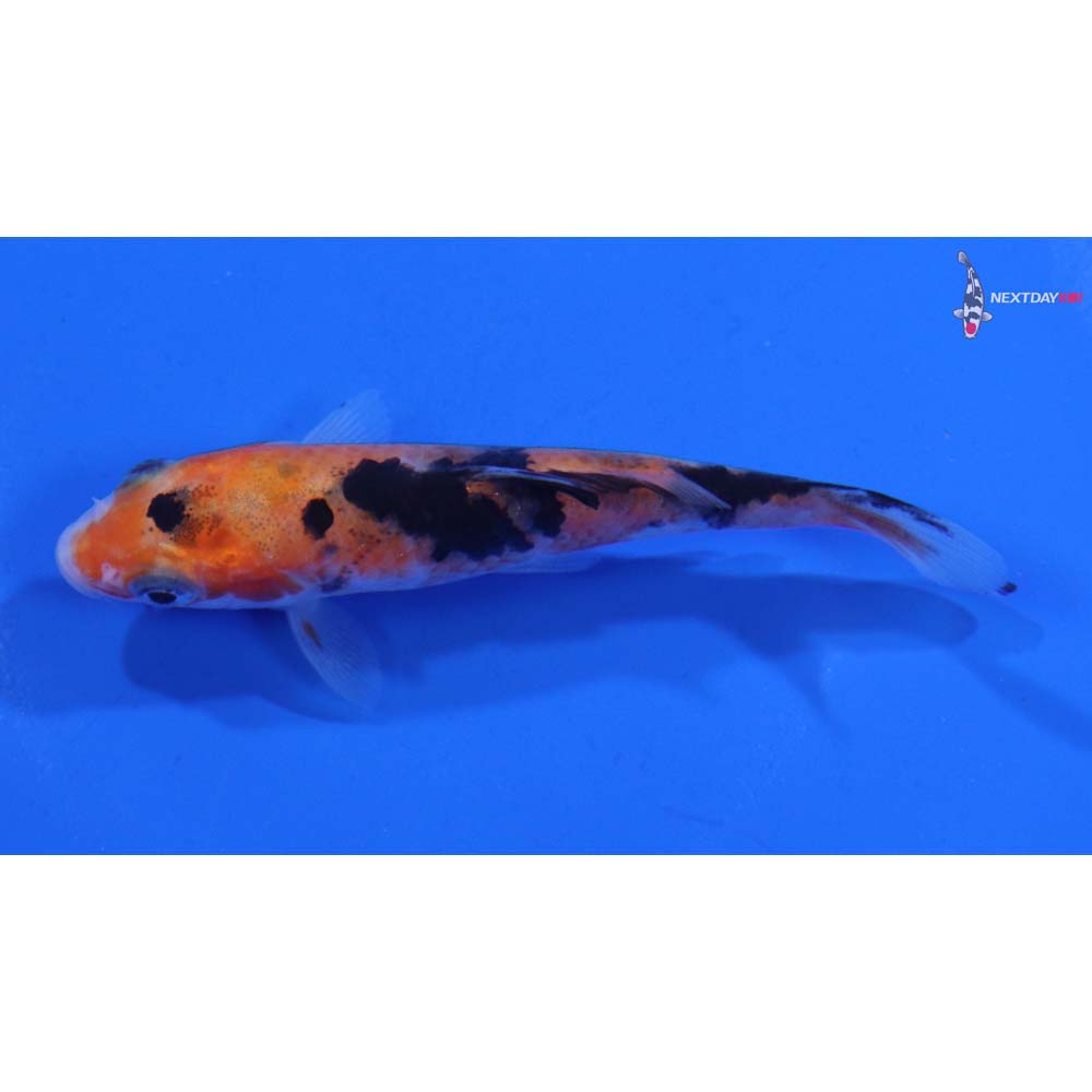 3.5” Imported Sanke