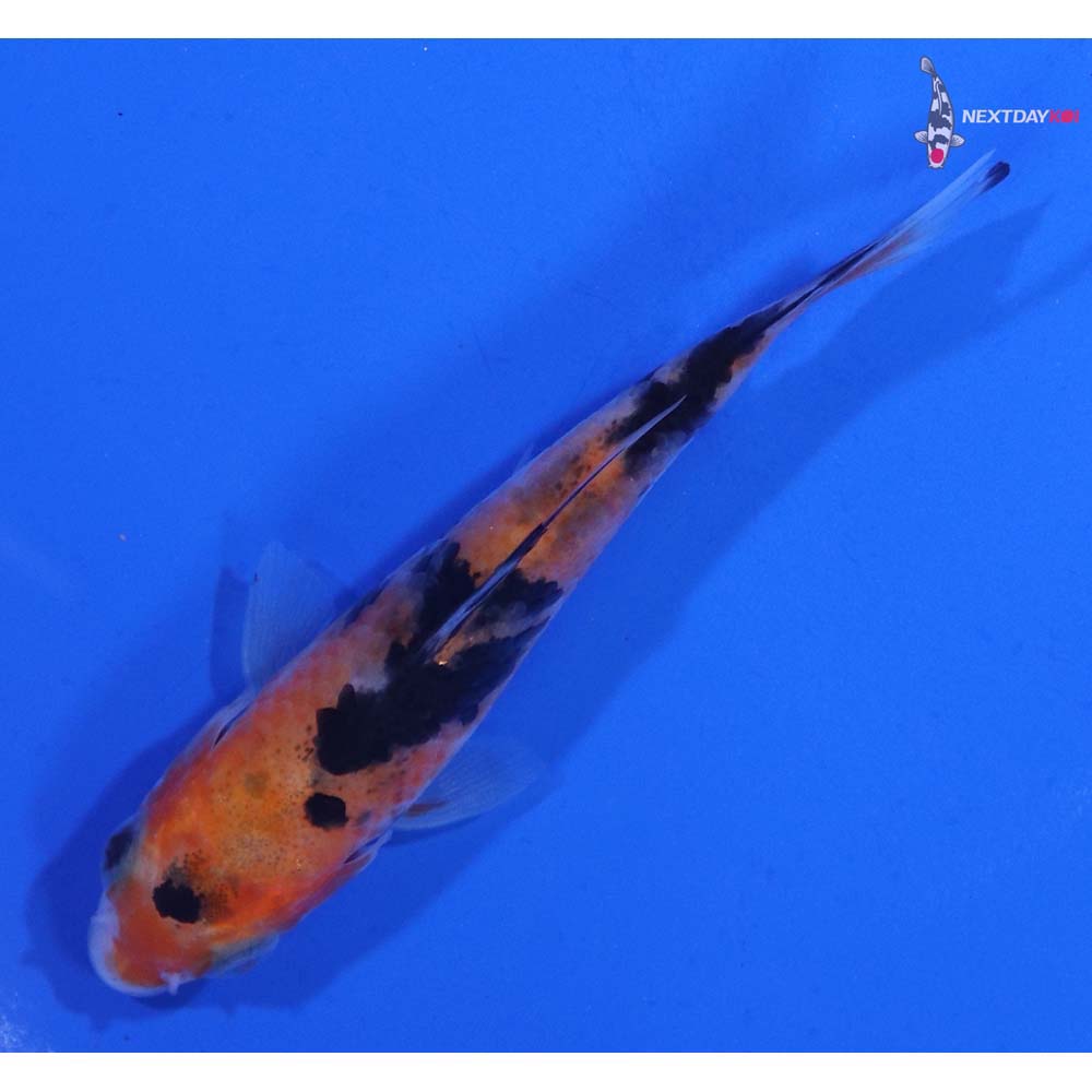 3.5” Imported Sanke