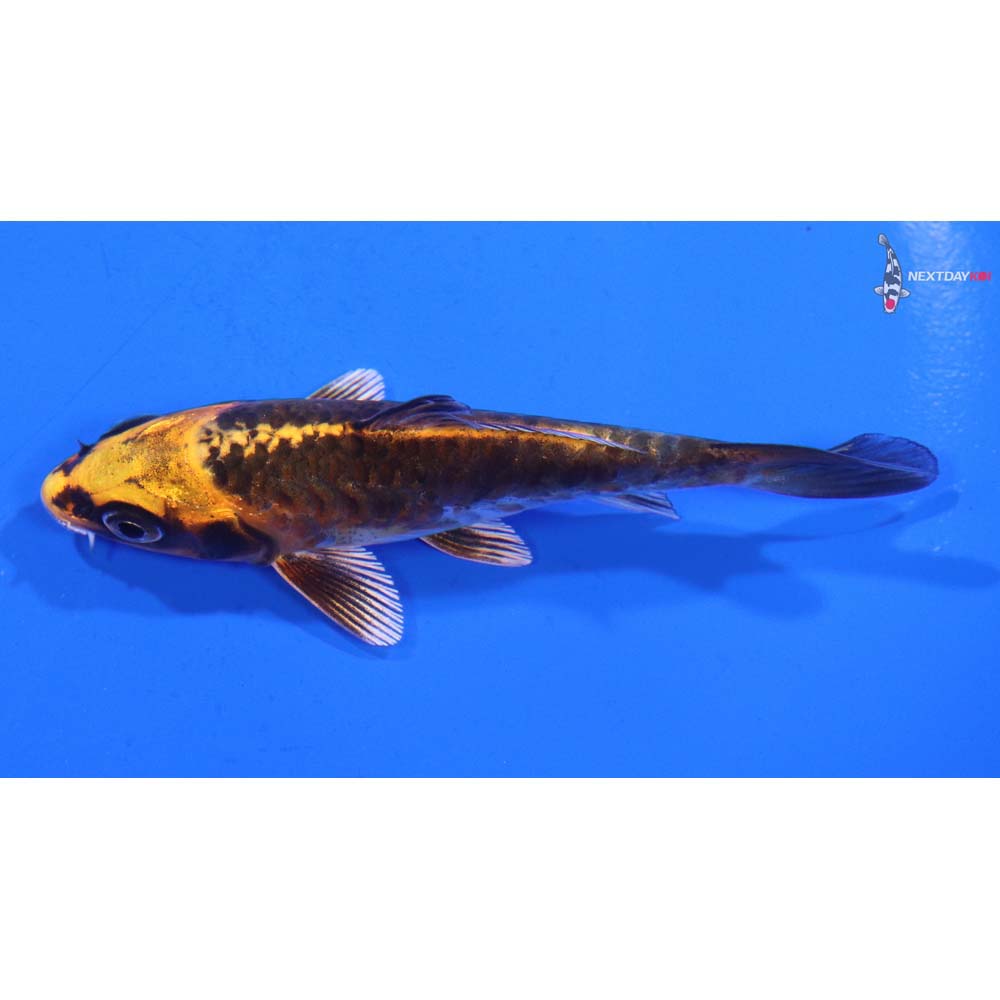 3.5” Imported Armor Scaled Kujaku