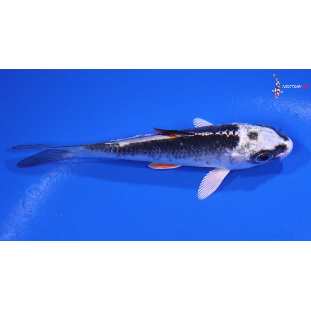 3.5” Imported Kujaku