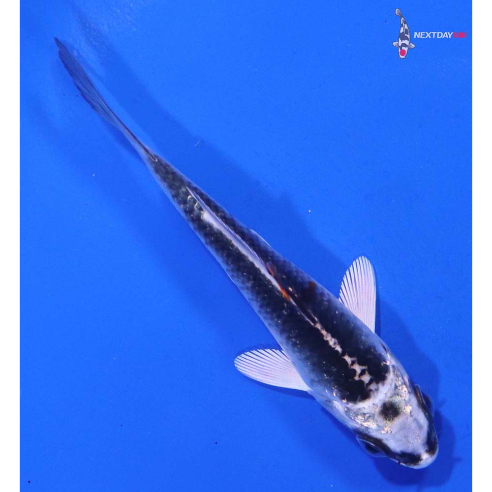 3.5” Imported Kujaku