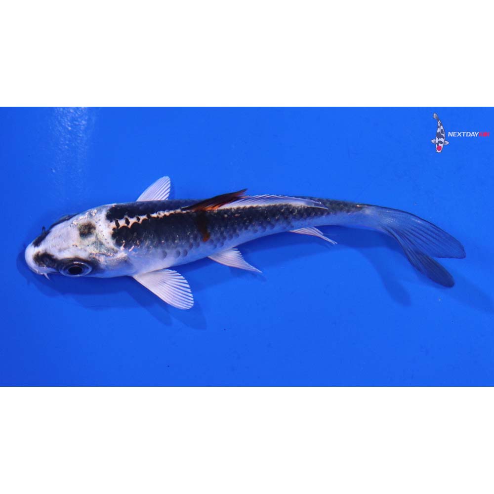 3.5” Imported Kujaku