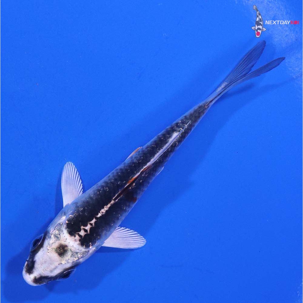 3.5” Imported Kujaku