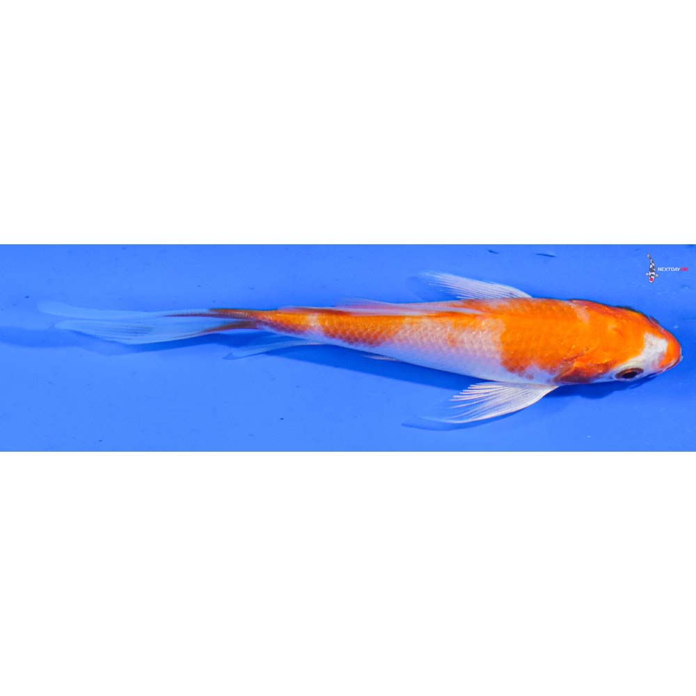 4” Imported Hariwake Butterfly Koi