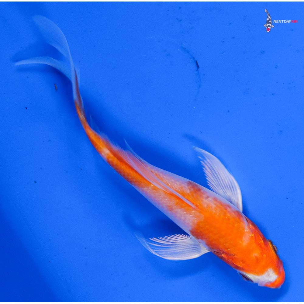 4” Imported Hariwake Butterfly Koi