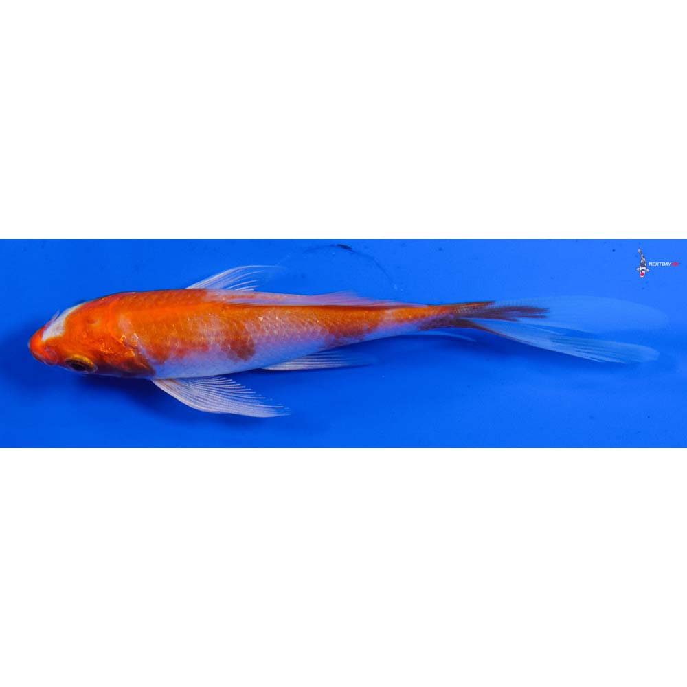 4” Imported Hariwake Butterfly Koi