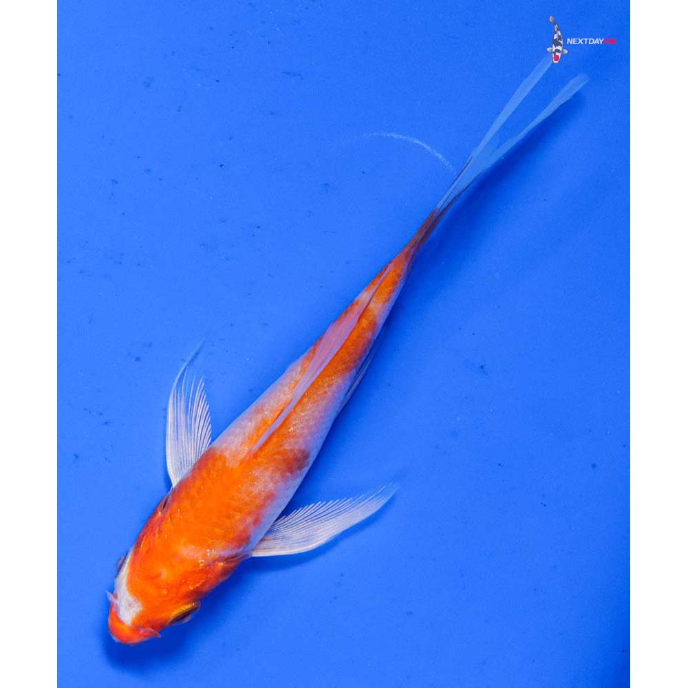 4” Imported Hariwake Butterfly Koi
