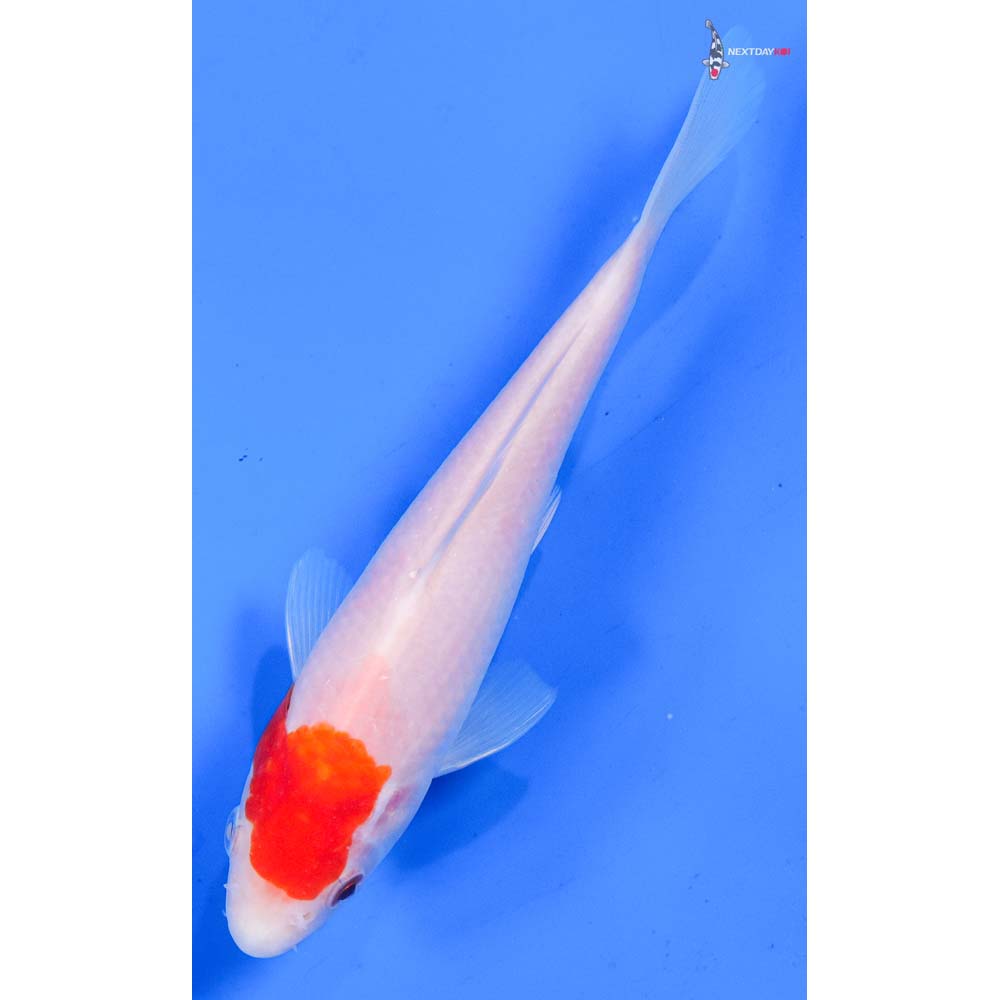 6” Imported Kohaku