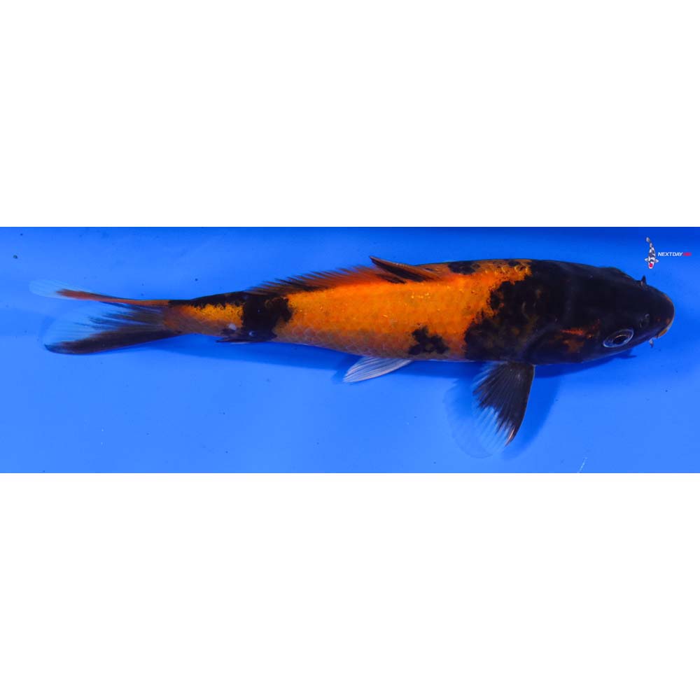 6” Imported Hi Utsuri