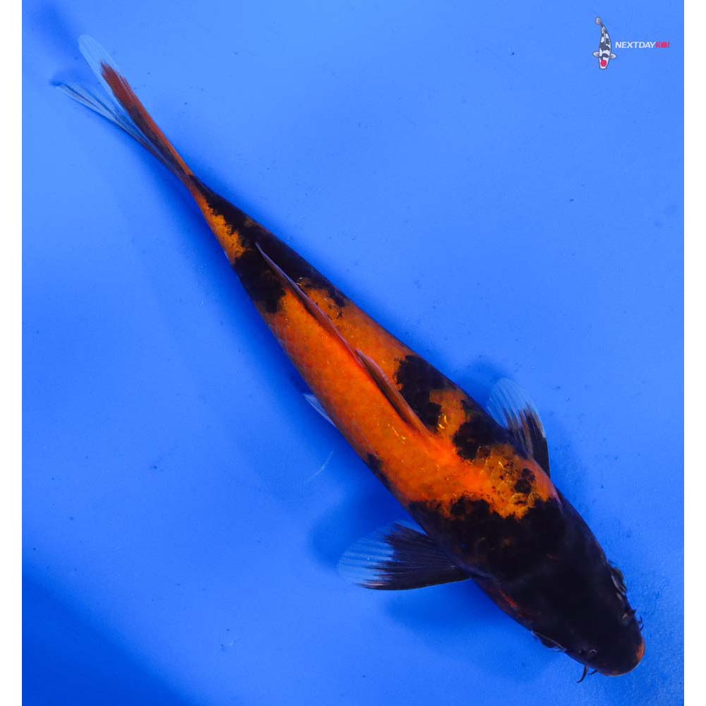 6” Imported Hi Utsuri