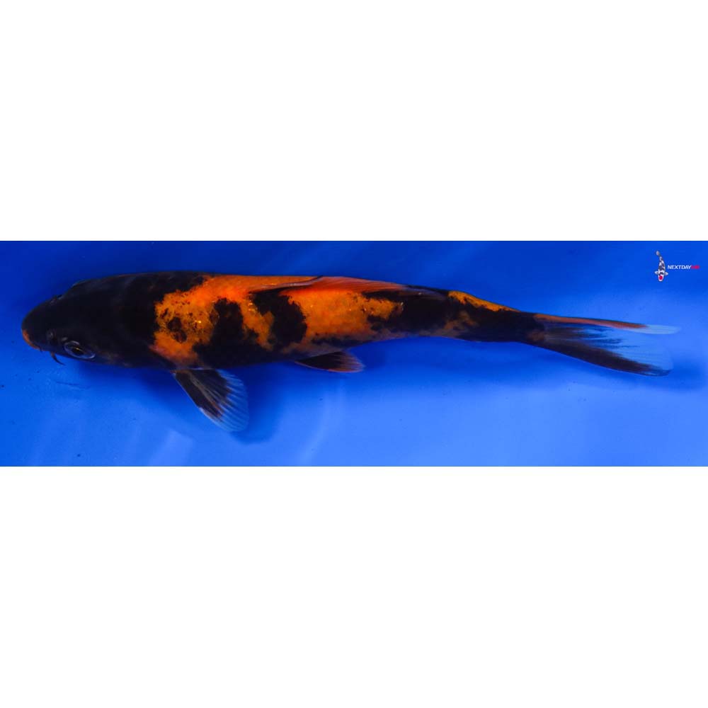 6” Imported Hi Utsuri