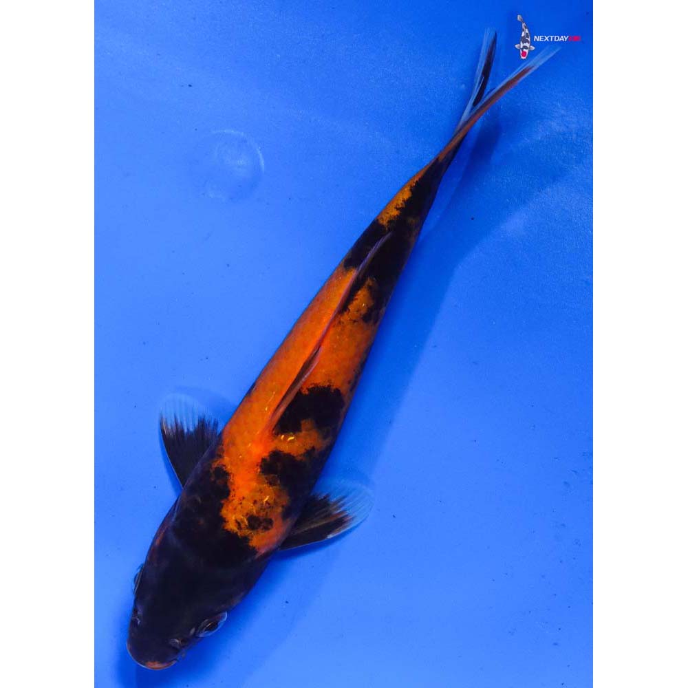 6” Imported Hi Utsuri