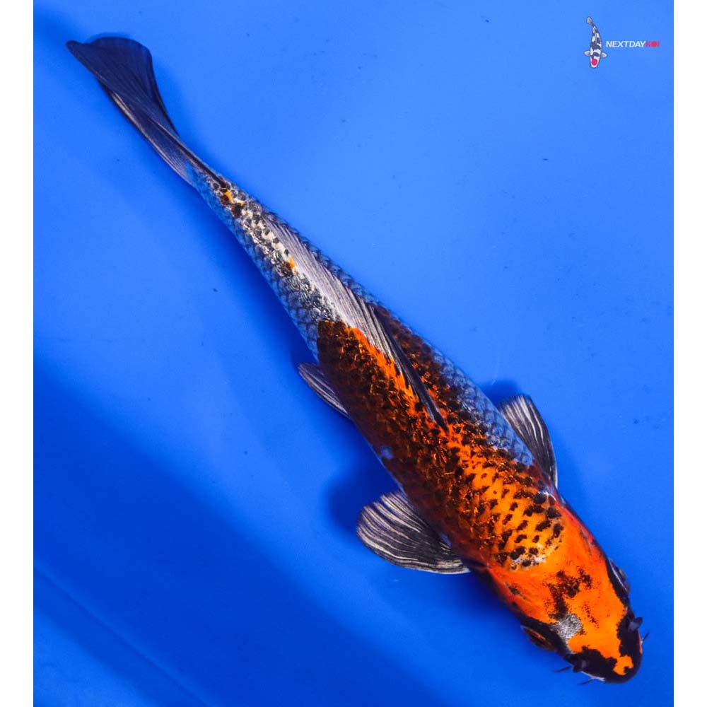 7” Imported Gin Rin Kujaku