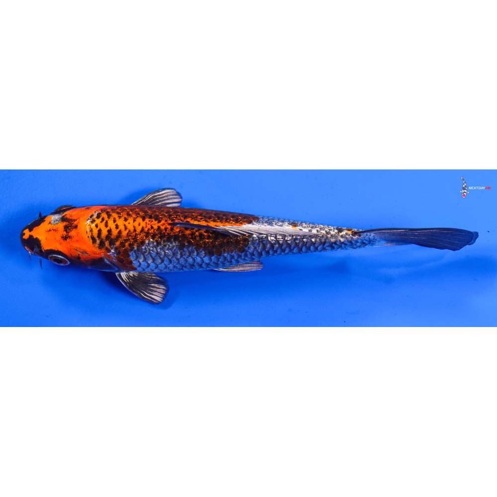 7” Imported Gin Rin Kujaku