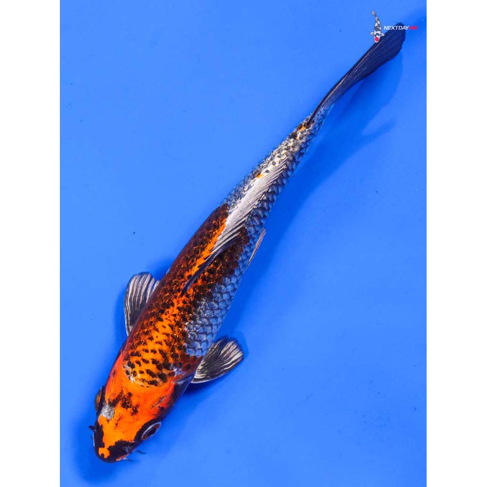 7” Imported Gin Rin Kujaku