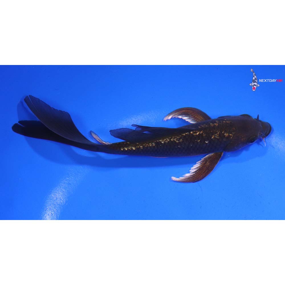 5.5” Imported Gin Rin Chagoi Butterfly Koi