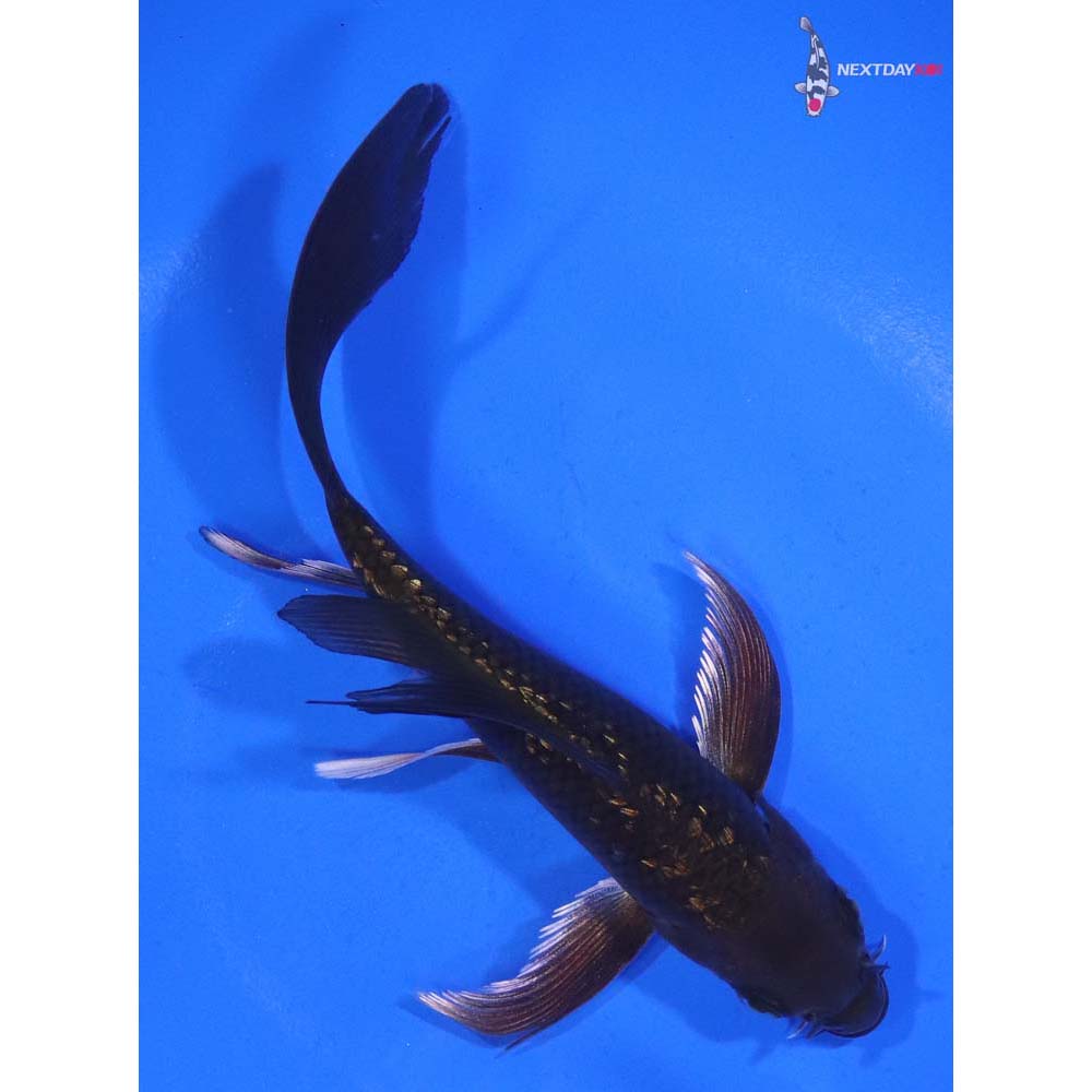 5.5” Imported Gin Rin Chagoi Butterfly Koi