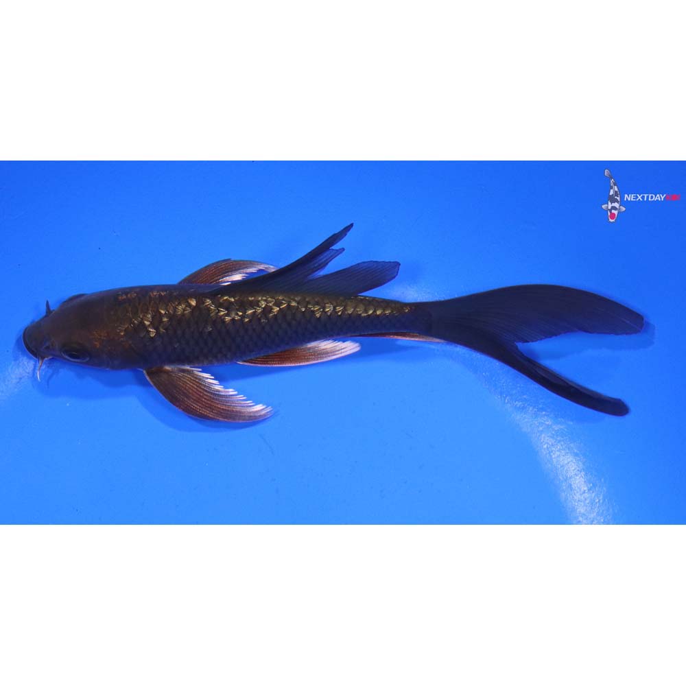 5.5” Imported Gin Rin Chagoi Butterfly Koi
