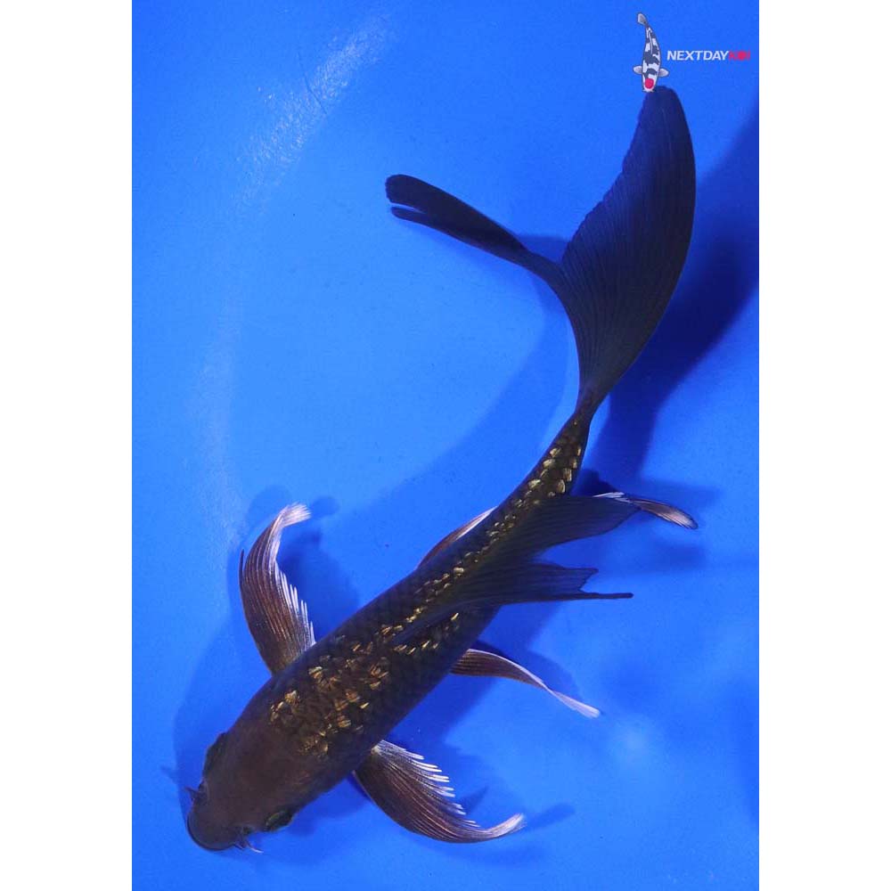 5.5” Imported Gin Rin Chagoi Butterfly Koi