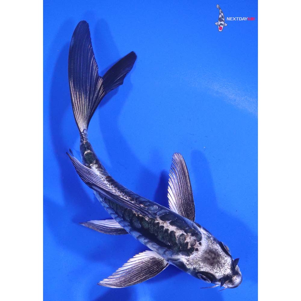 5.5” Imported Kikokuryu Butterfly Koi