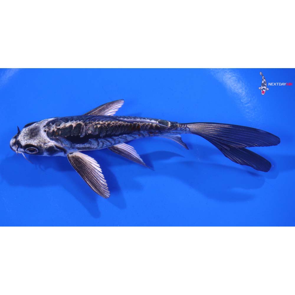 5.5” Imported Kikokuryu Butterfly Koi
