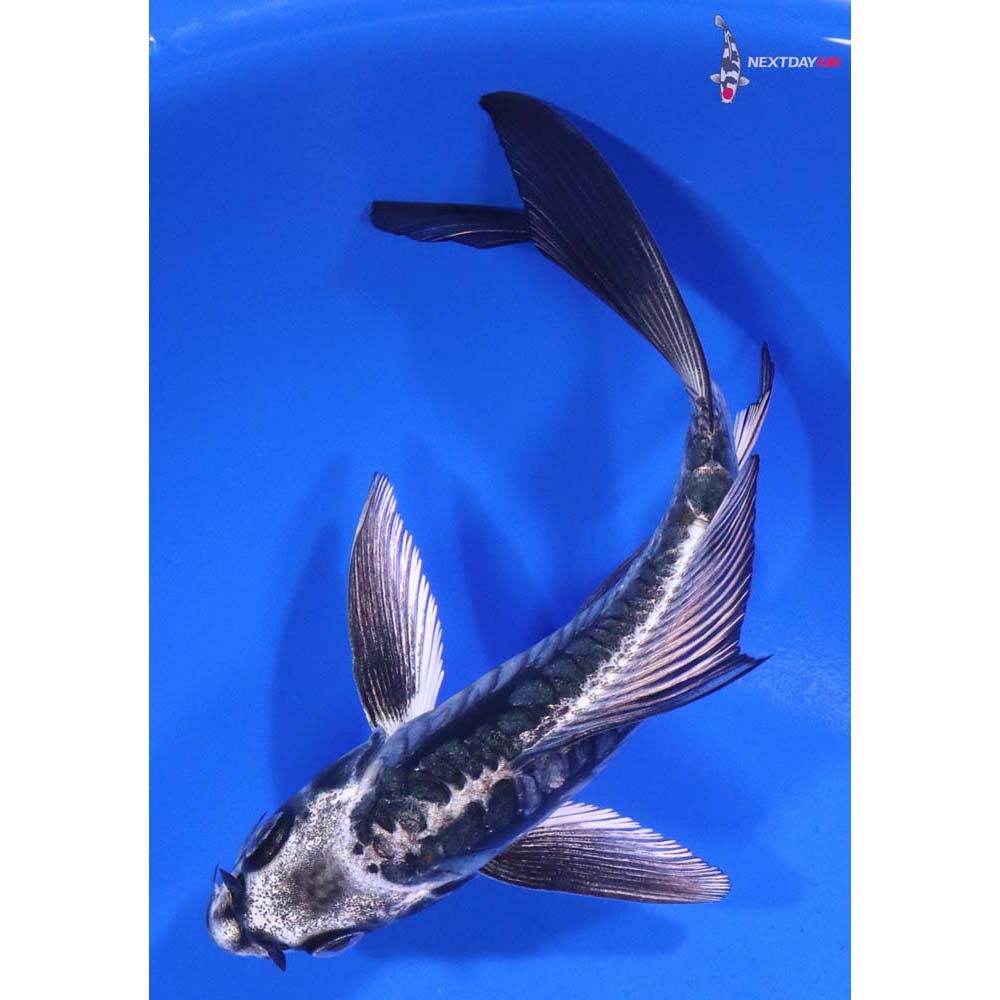 5.5” Imported Kikokuryu Butterfly Koi