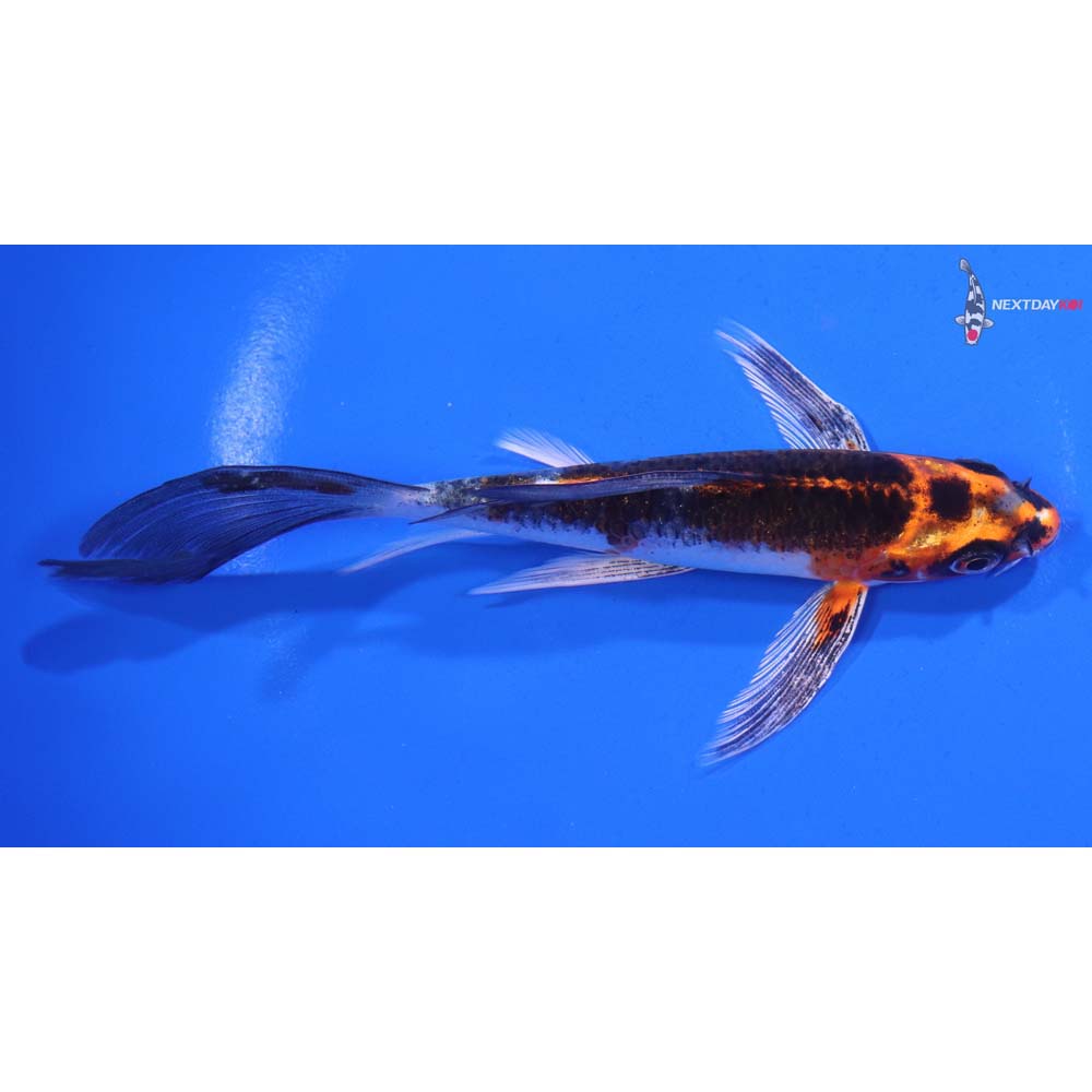 5.5” Imported Kujaku Butterfly Koi