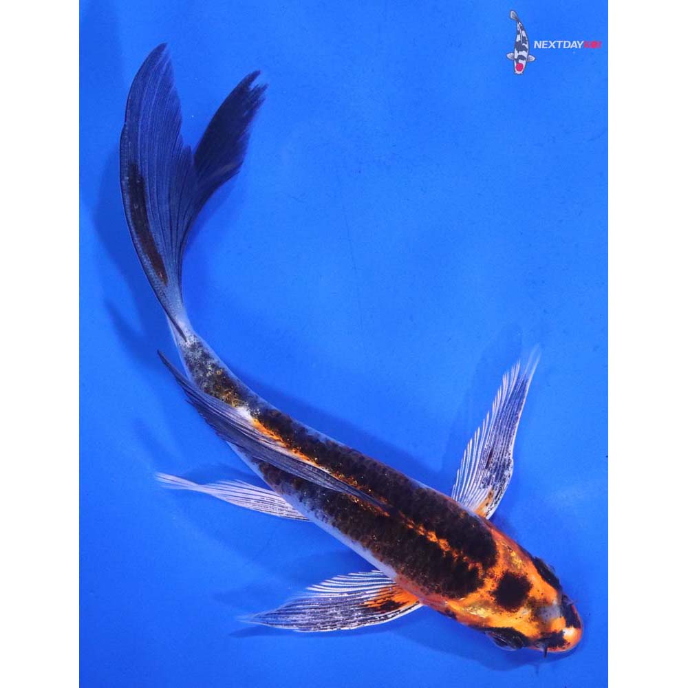 5.5” Imported Kujaku Butterfly Koi