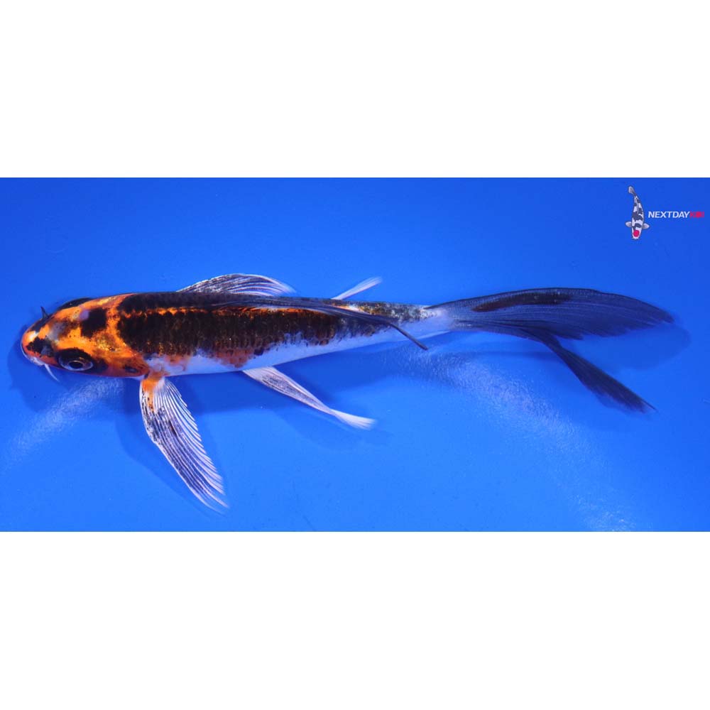 5.5” Imported Kujaku Butterfly Koi