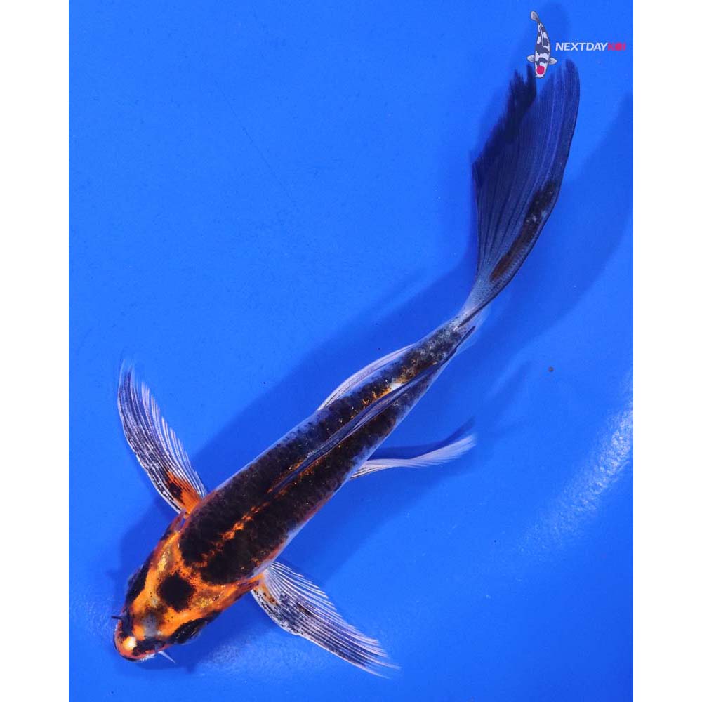 5.5” Imported Kujaku Butterfly Koi