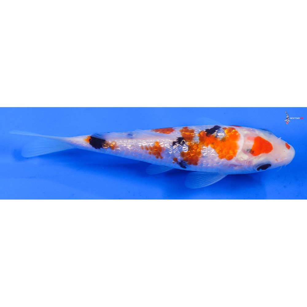 5” Imported Gin Rin Sanke