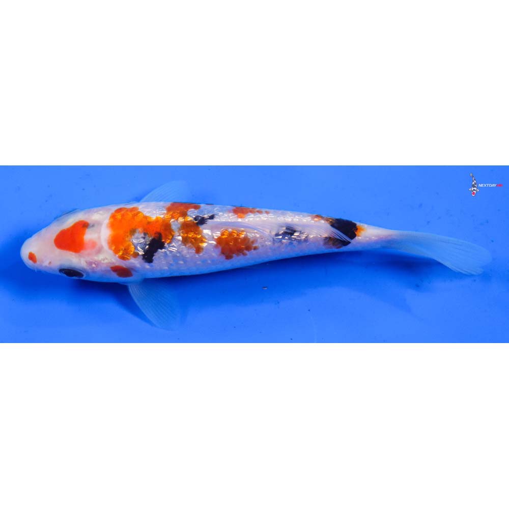 5” Imported Gin Rin Sanke