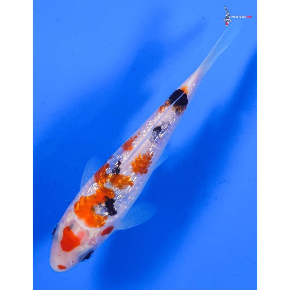 5” Imported Gin Rin Sanke