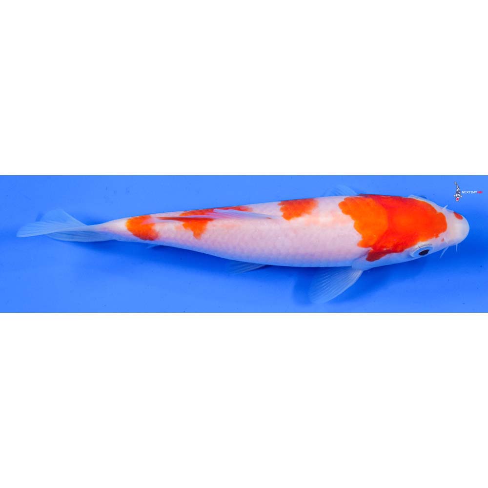 6” Imported Kohaku