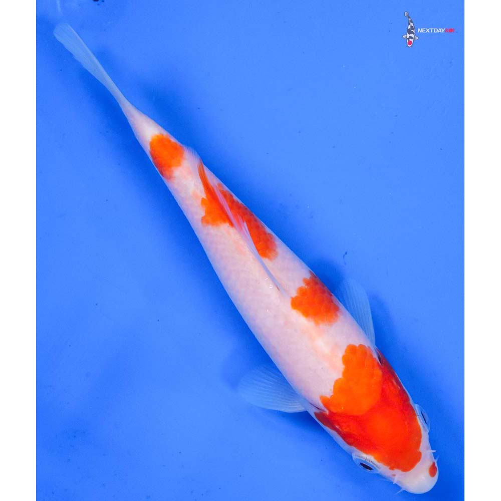 6” Imported Kohaku