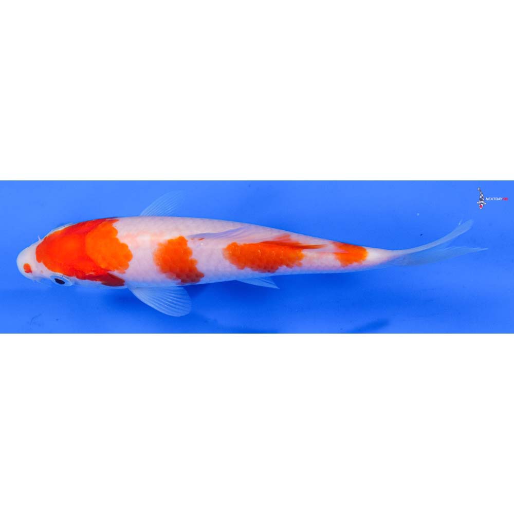 6” Imported Kohaku