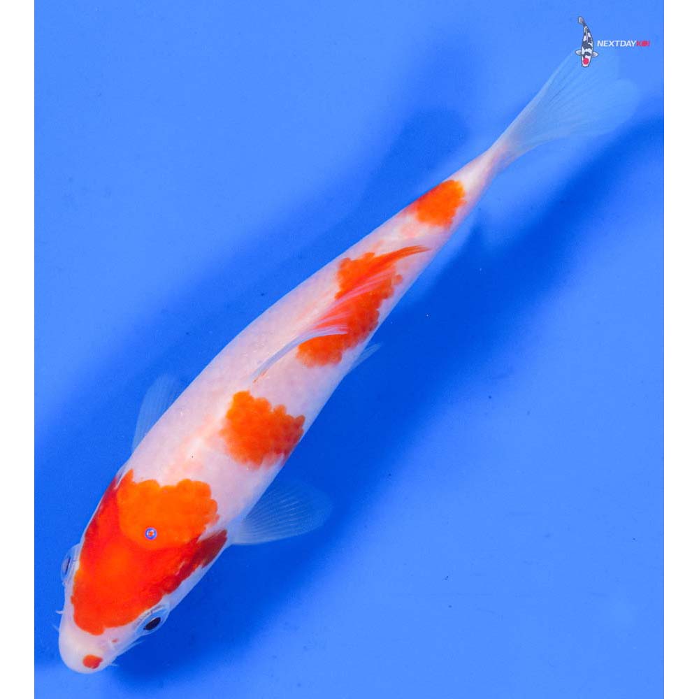 6” Imported Kohaku