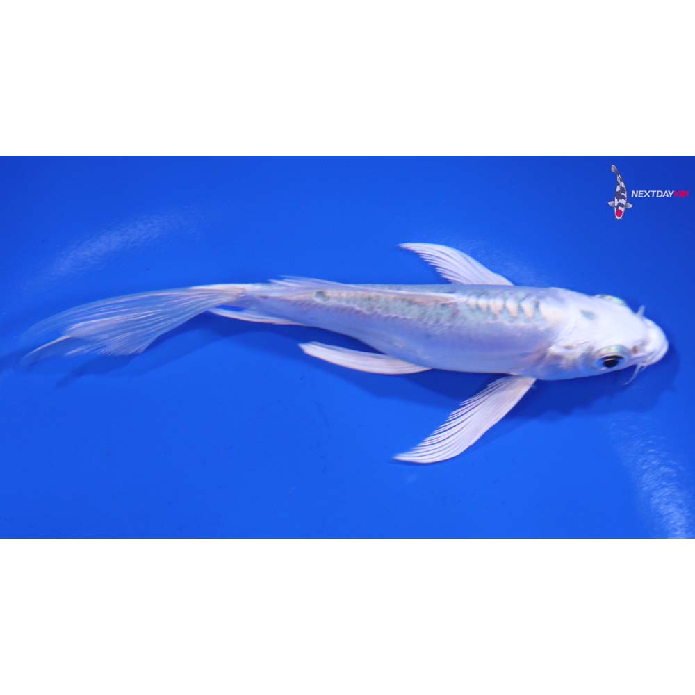 5” Imported Doitsu Gin Matsuba Butterfly Koi