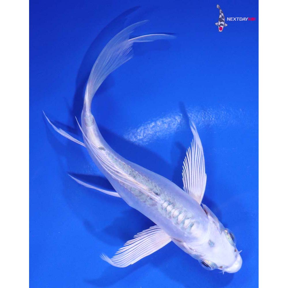 5” Imported Doitsu Gin Matsuba Butterfly Koi