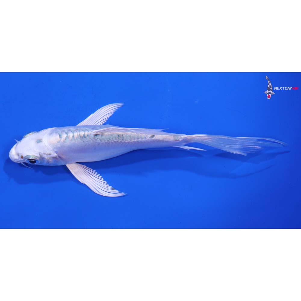 5” Imported Doitsu Gin Matsuba Butterfly Koi