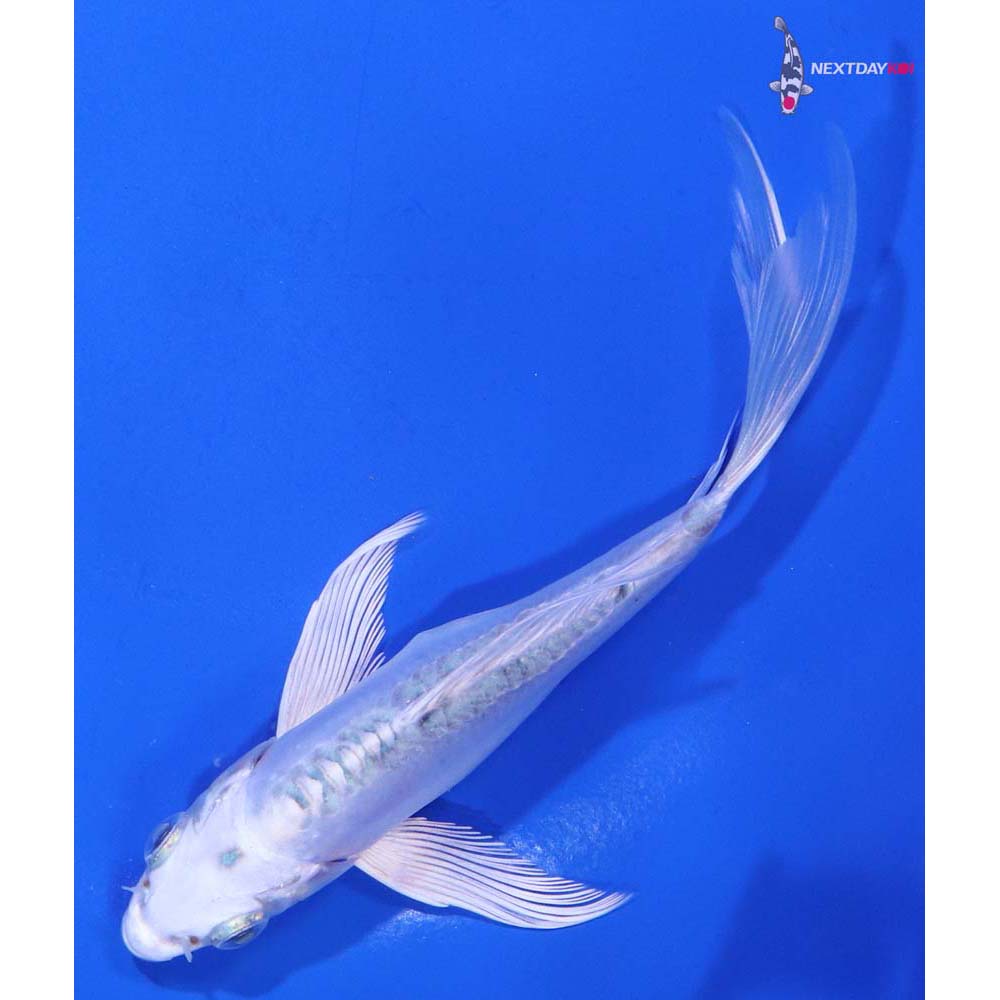 5” Imported Doitsu Gin Matsuba Butterfly Koi
