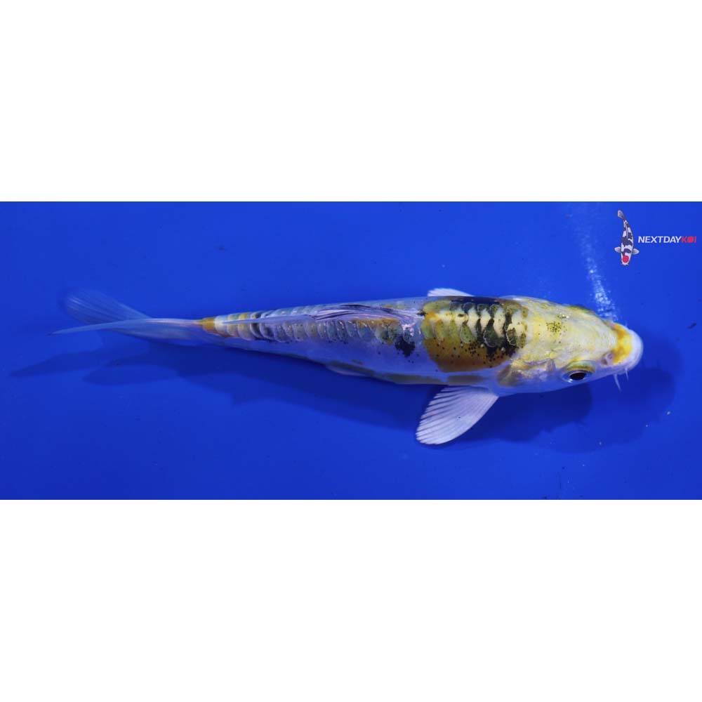 4” Imported Heisei Nishiki