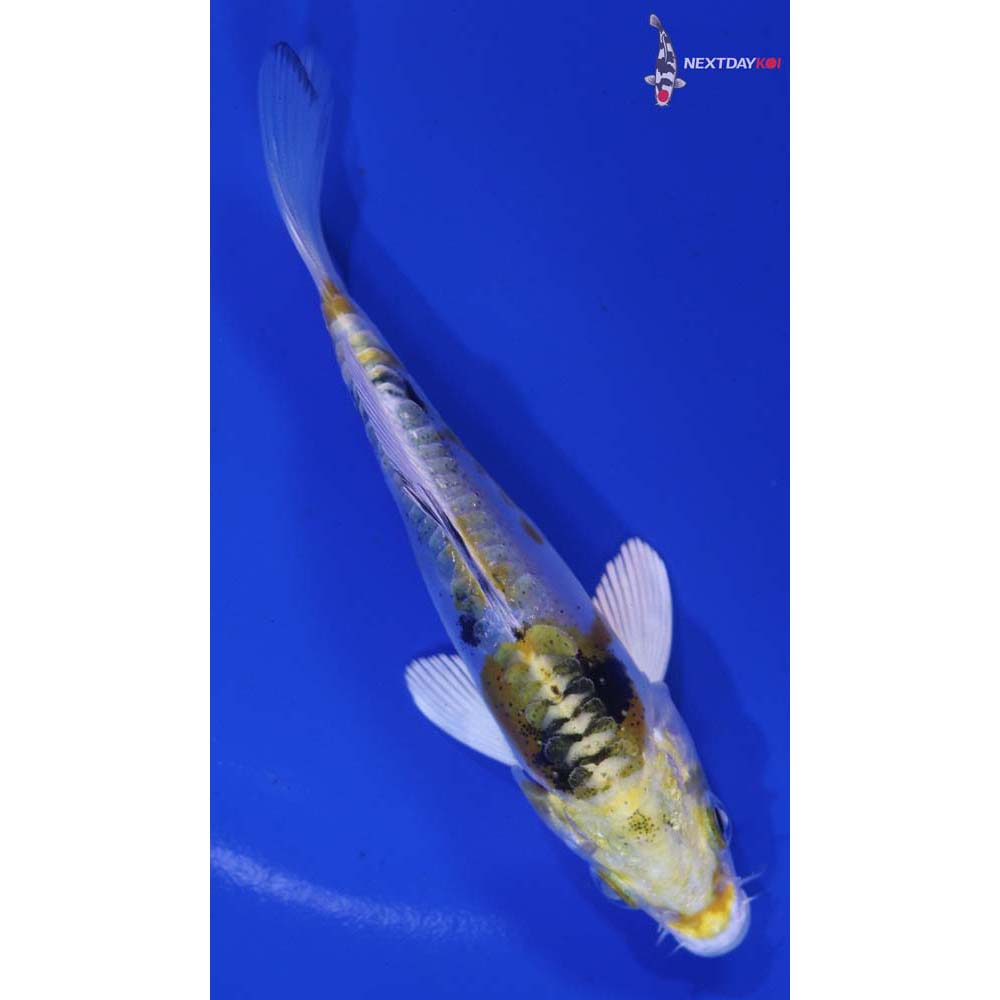 4” Imported Heisei Nishiki