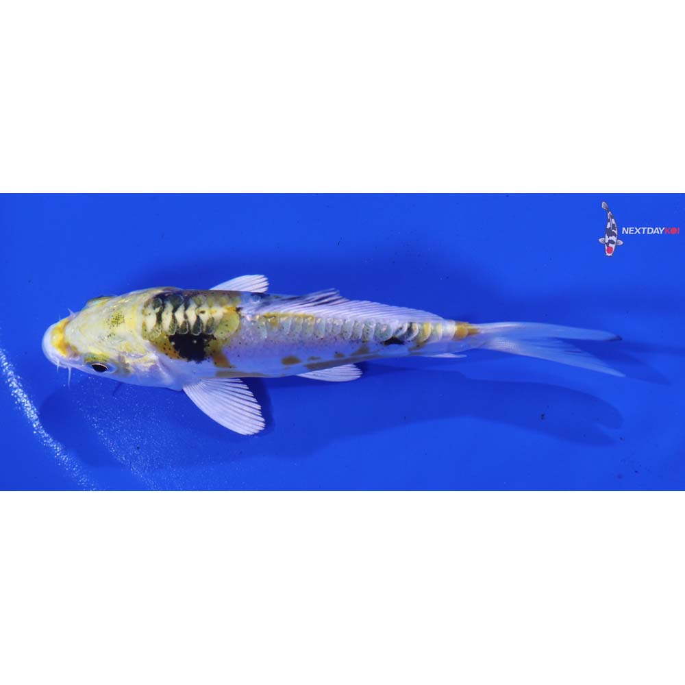 4” Imported Heisei Nishiki