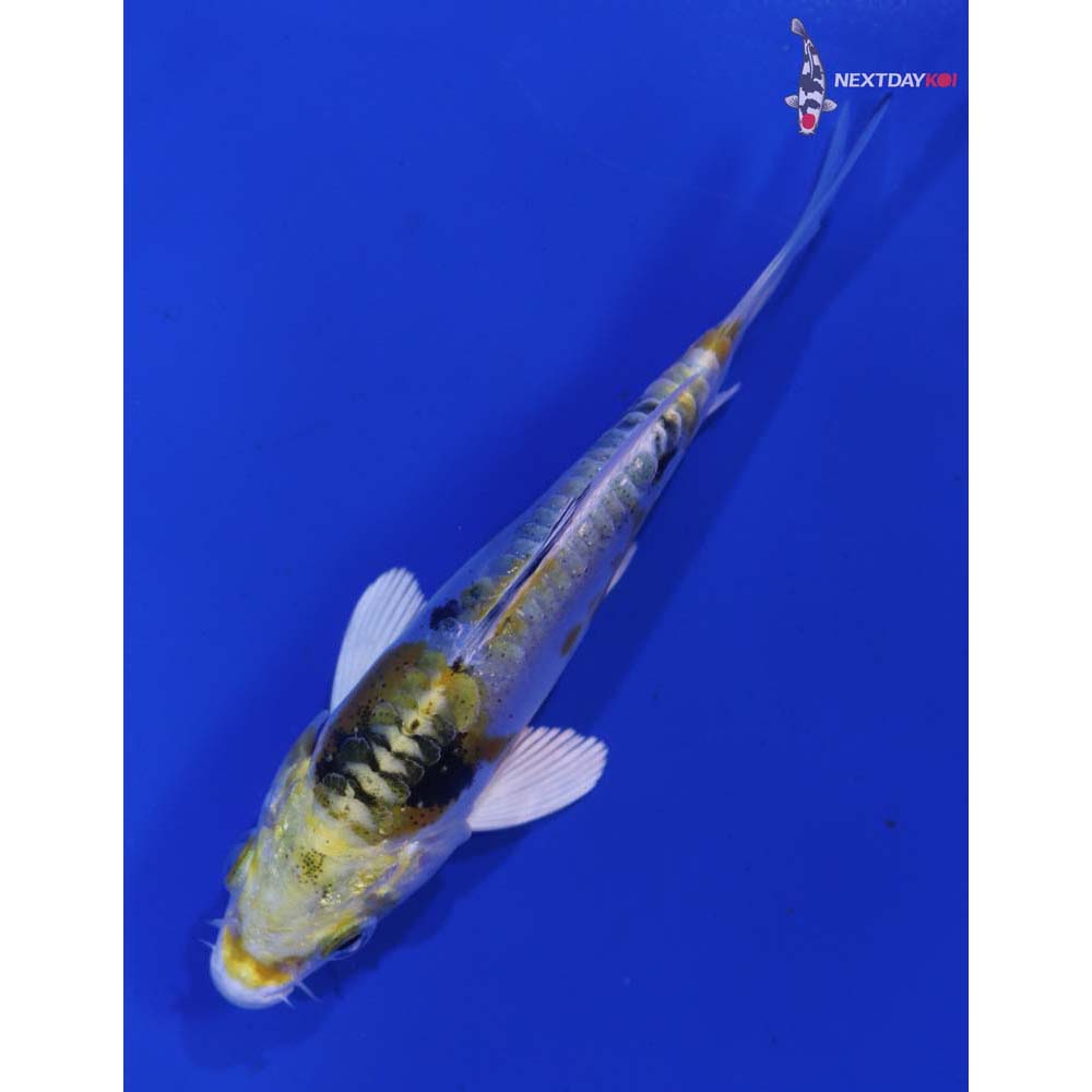 4” Imported Heisei Nishiki