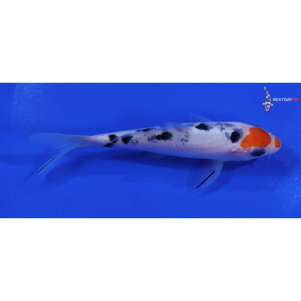 4.5” Imported Sanke